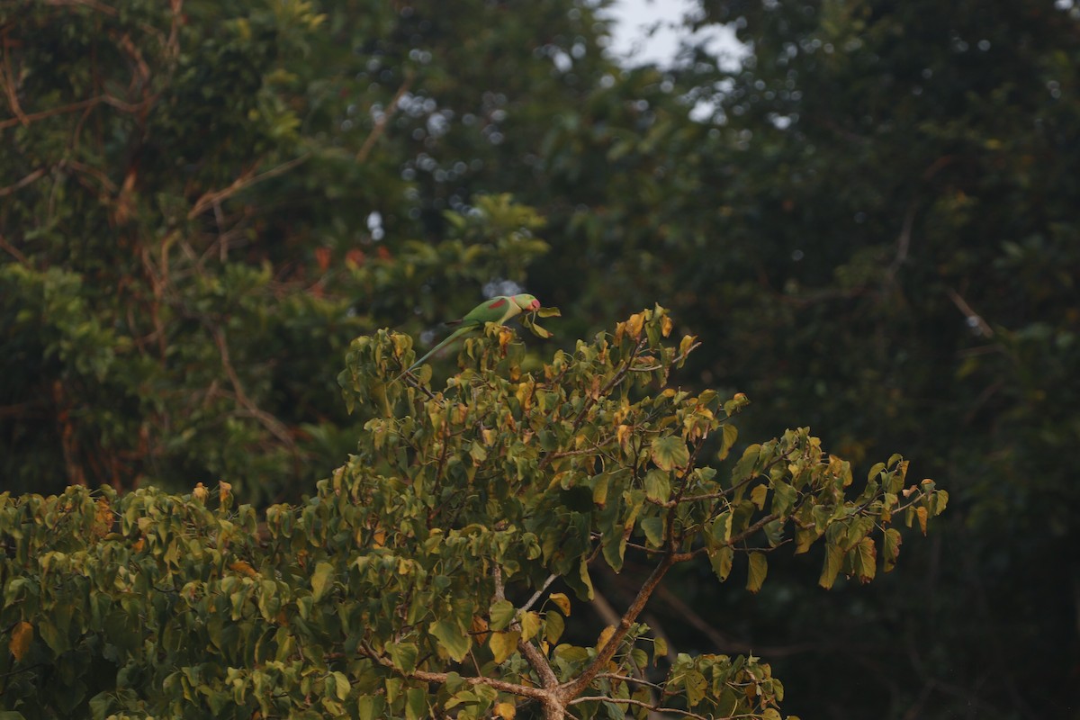 Alexandrine Parakeet - ML299514641