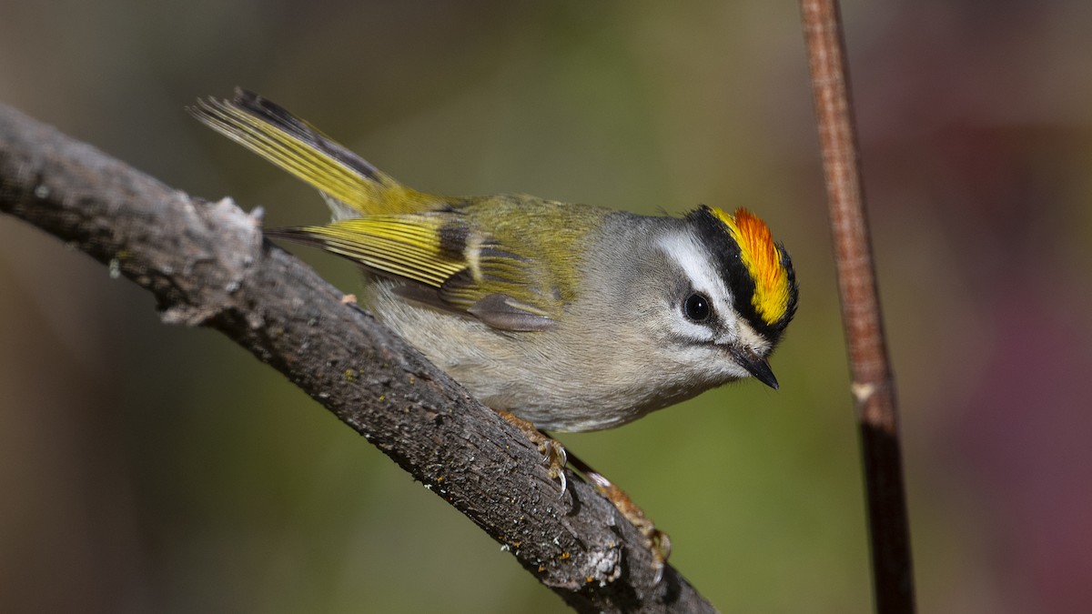 Golden-crowned Kinglet - ML299515881