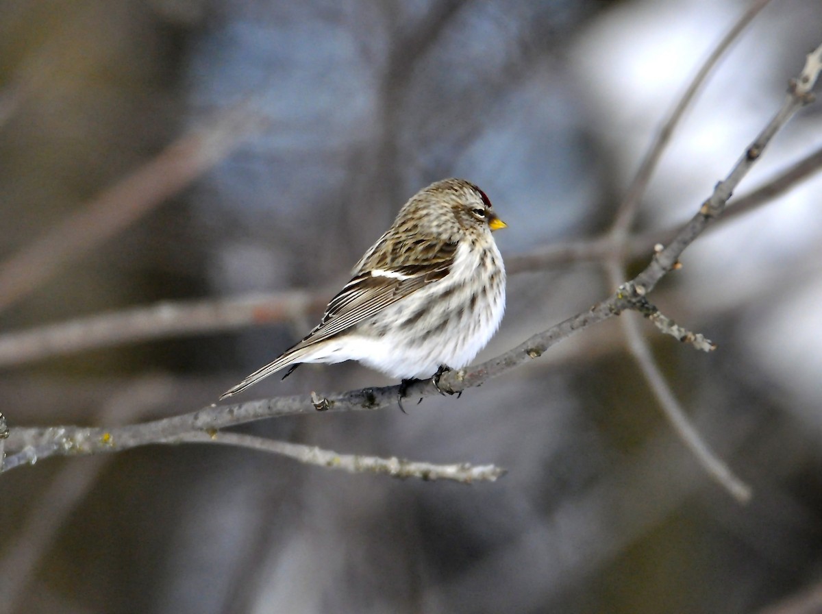 Redpoll (Common) - ML299516531