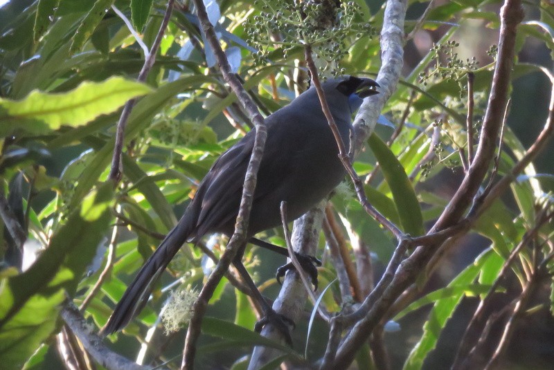 North Island Kokako - ML29951661