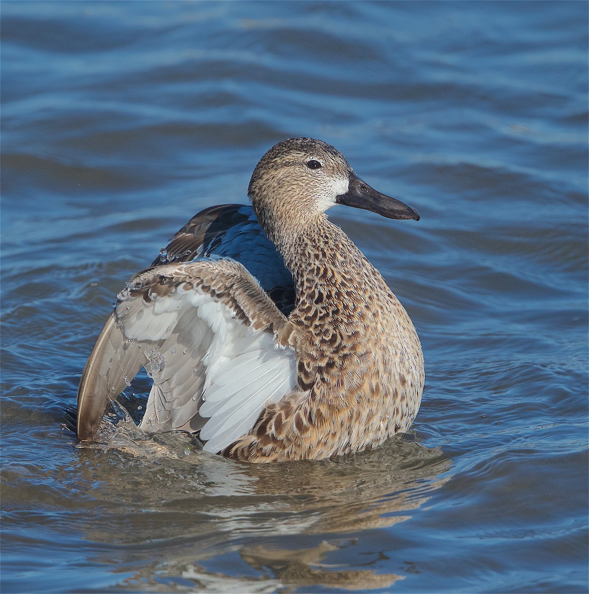 Blue-winged Teal - Harlan Stewart