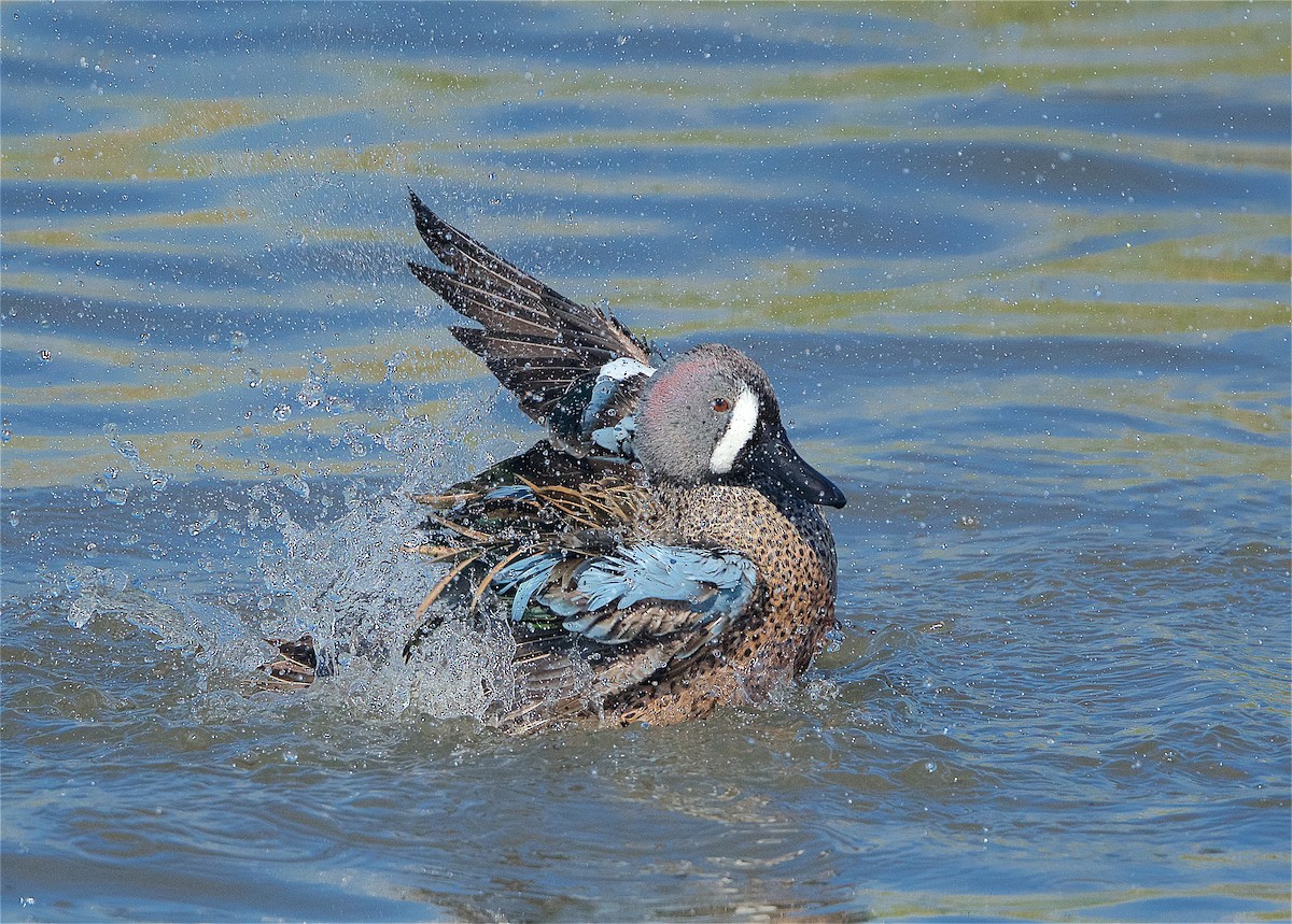 Blauflügelente - ML299521231