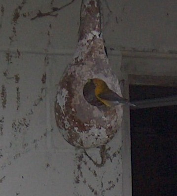 Prothonotary Warbler - ML29952201