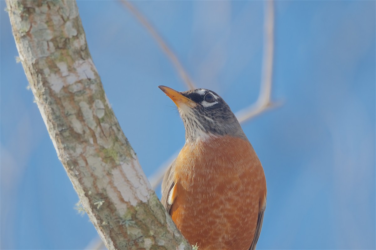 American Robin - ML299523101