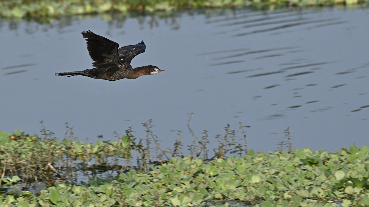 Little Cormorant - Sanjay Malik