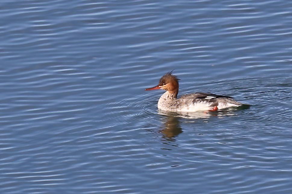 Red-breasted Merganser - ML299525391