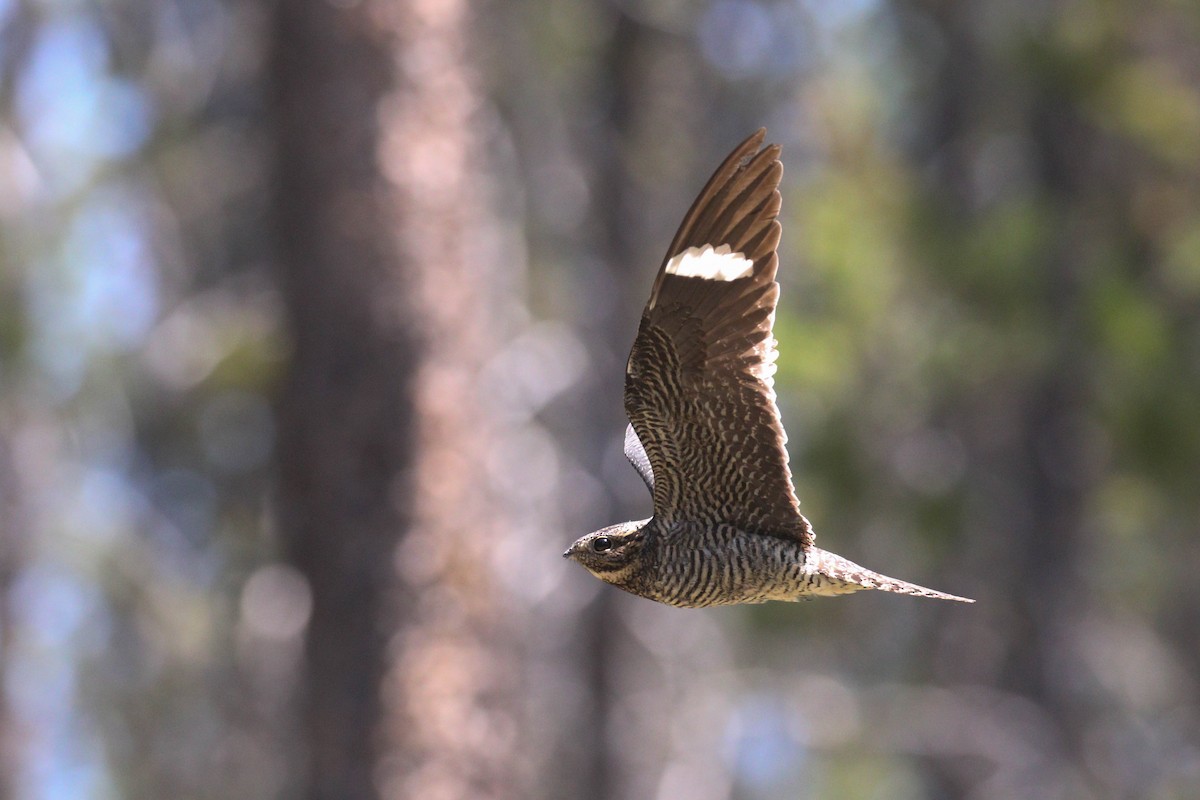 Common Nighthawk - ML299526241