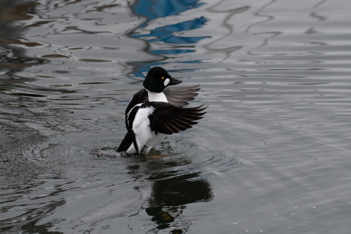 Common Goldeneye - Chris Walters