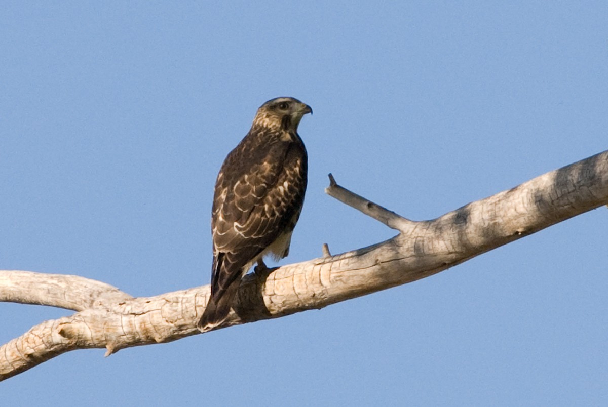 Broad-winged Hawk - Robert Dobbs