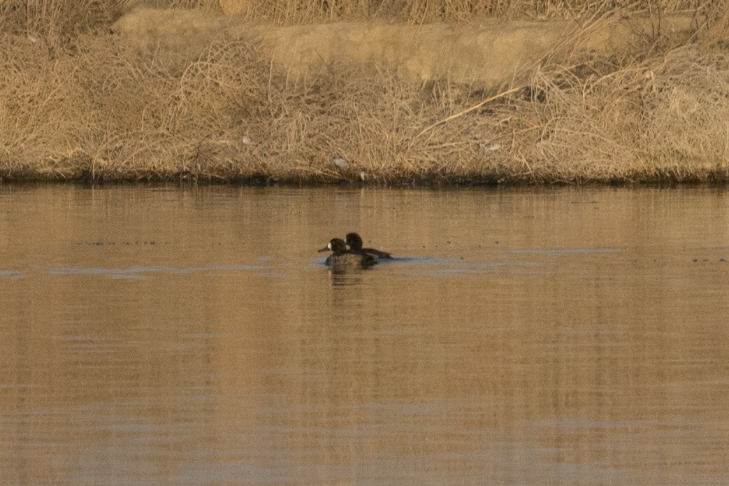 Greater Scaup - ML299527761