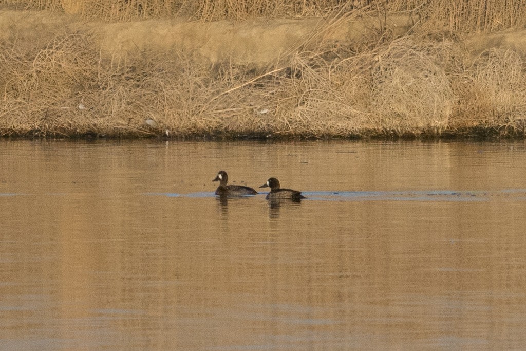 Greater Scaup - ML299527771