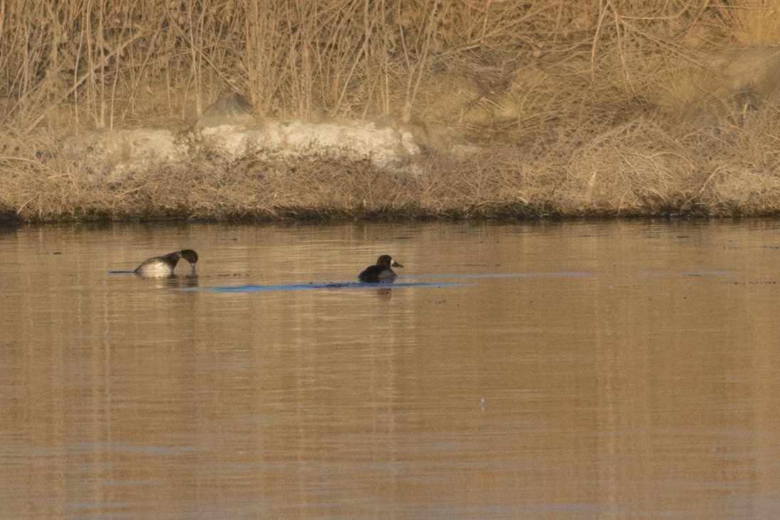 Greater Scaup - ML299527781