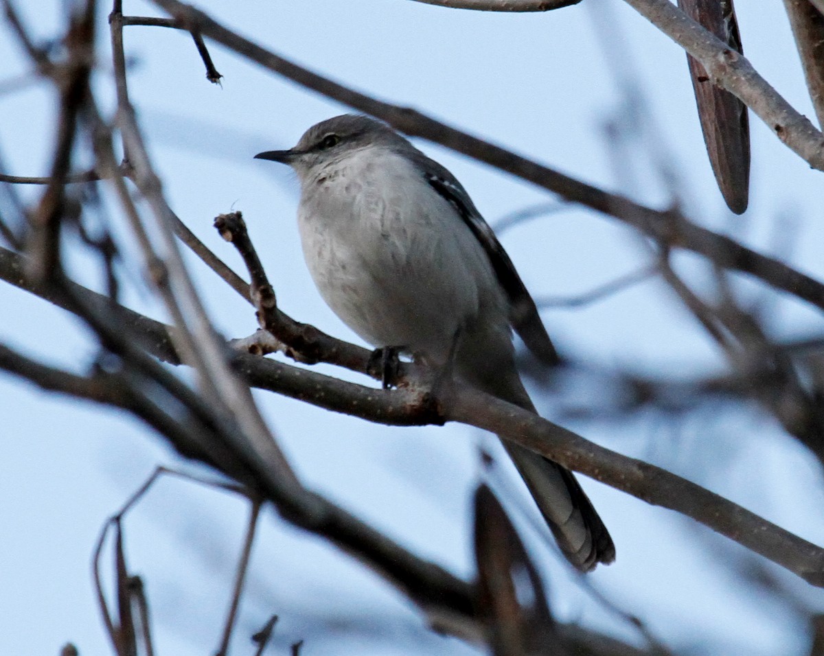 Northern Mockingbird - ML299528801