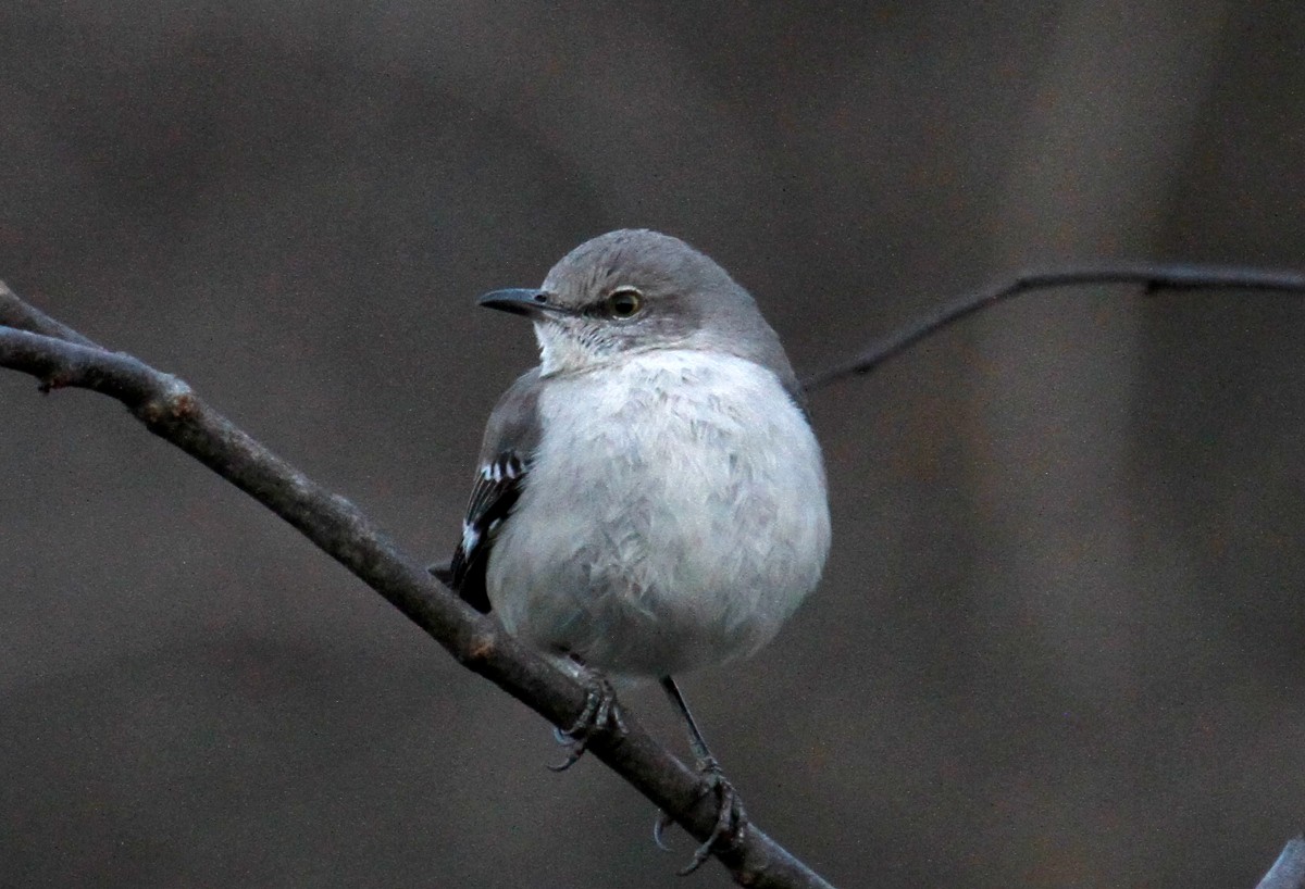 Northern Mockingbird - ML299528811