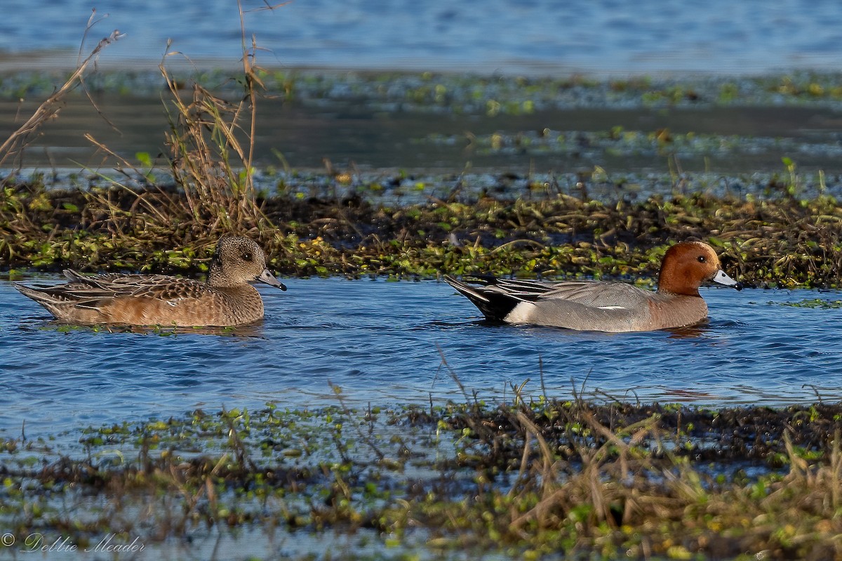 Eurasian Wigeon - Debbie Meader