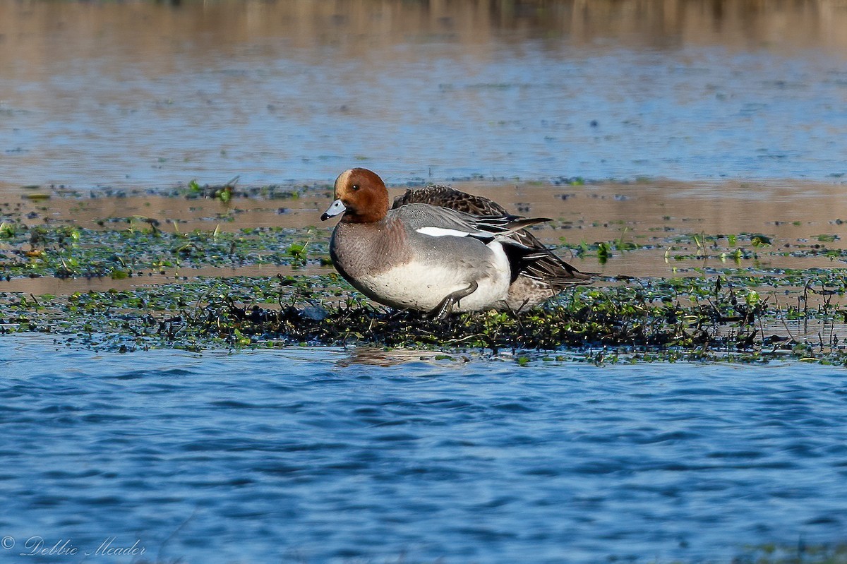 Eurasian Wigeon - Debbie Meader