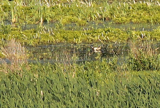 Garganey - ML29953301