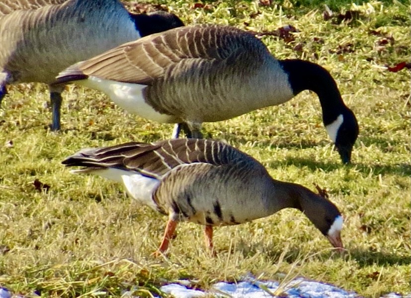 Greater White-fronted Goose - Karen Mammone