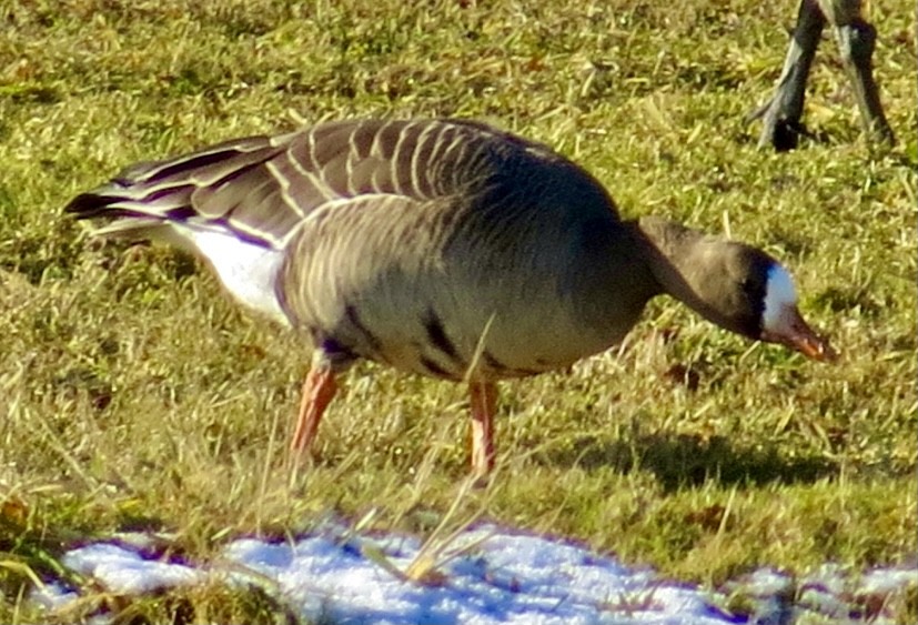 Greater White-fronted Goose - Karen Mammone