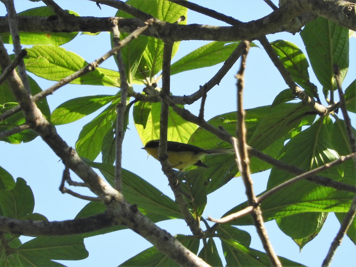 Yellow-bellied Fairy-Fantail - ML299534901