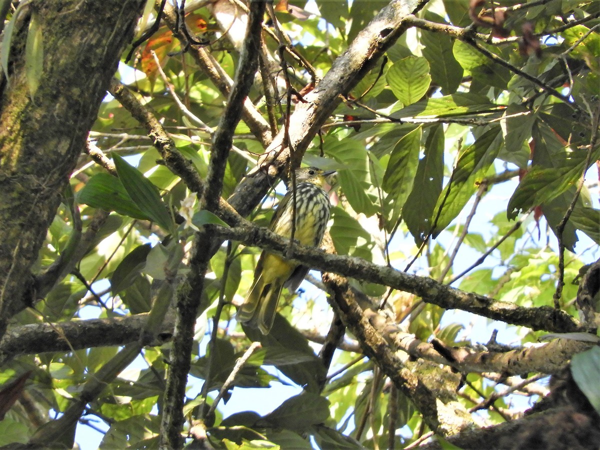 Striated Bulbul - ML299535001