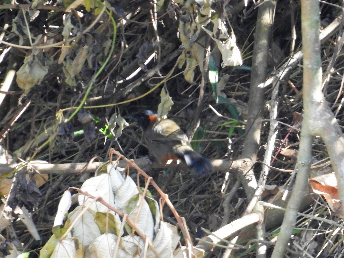 Rufous-necked Laughingthrush - ML299535091