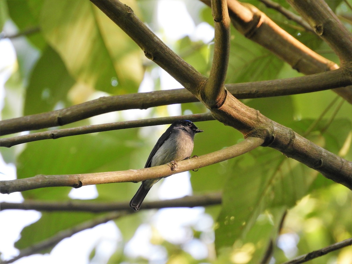 Small Niltava - ML299535361