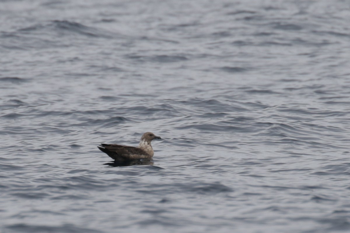 South Polar Skua - ML299535831