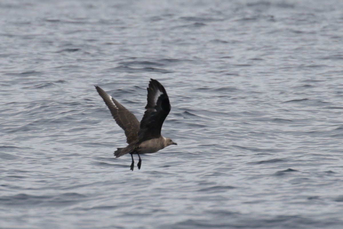 South Polar Skua - ML299535841