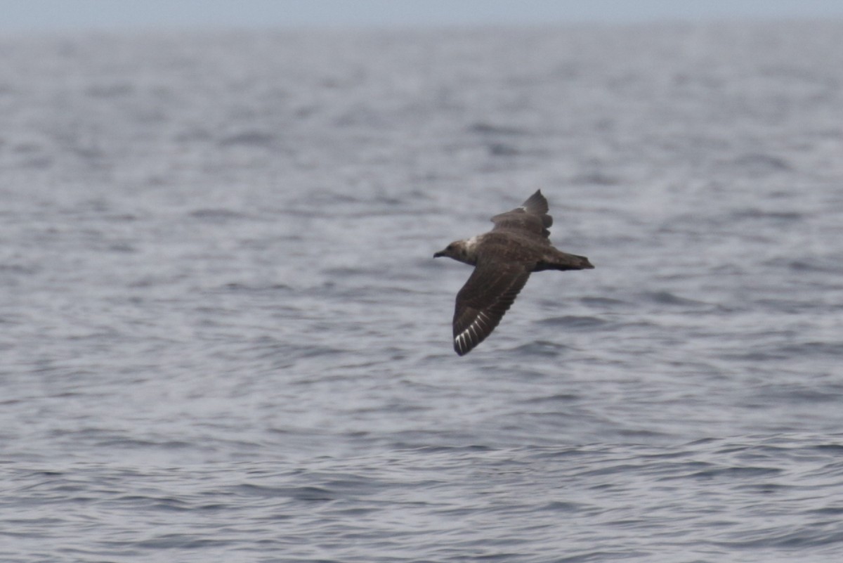 South Polar Skua - Cameron Eckert