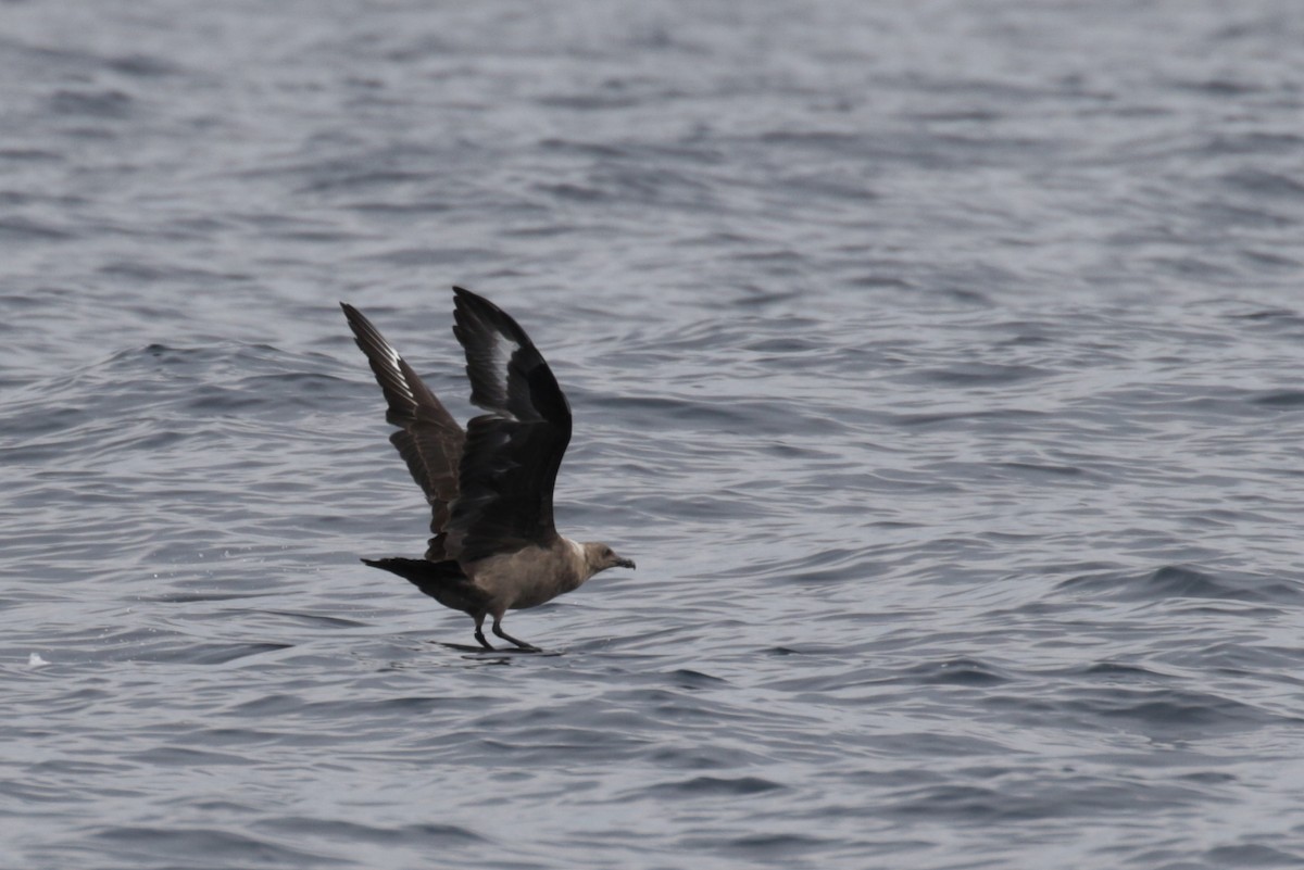 South Polar Skua - ML299535861