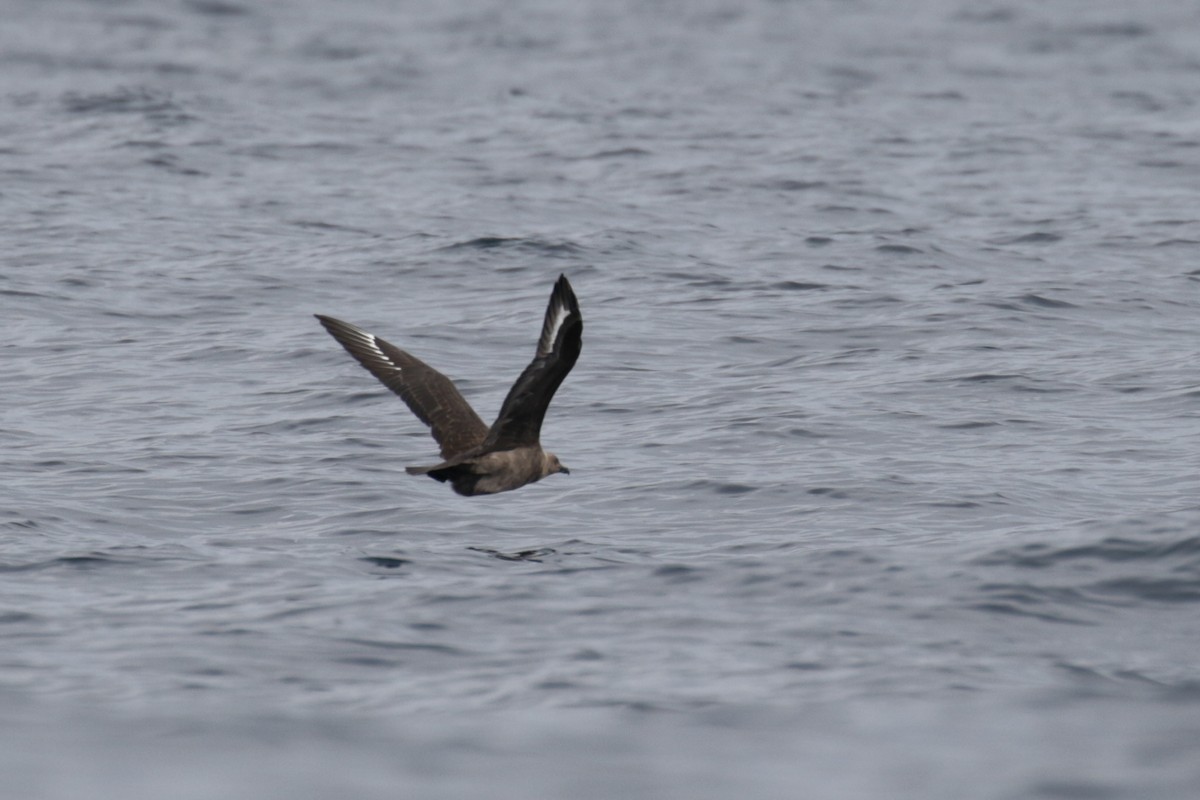 South Polar Skua - ML299535881