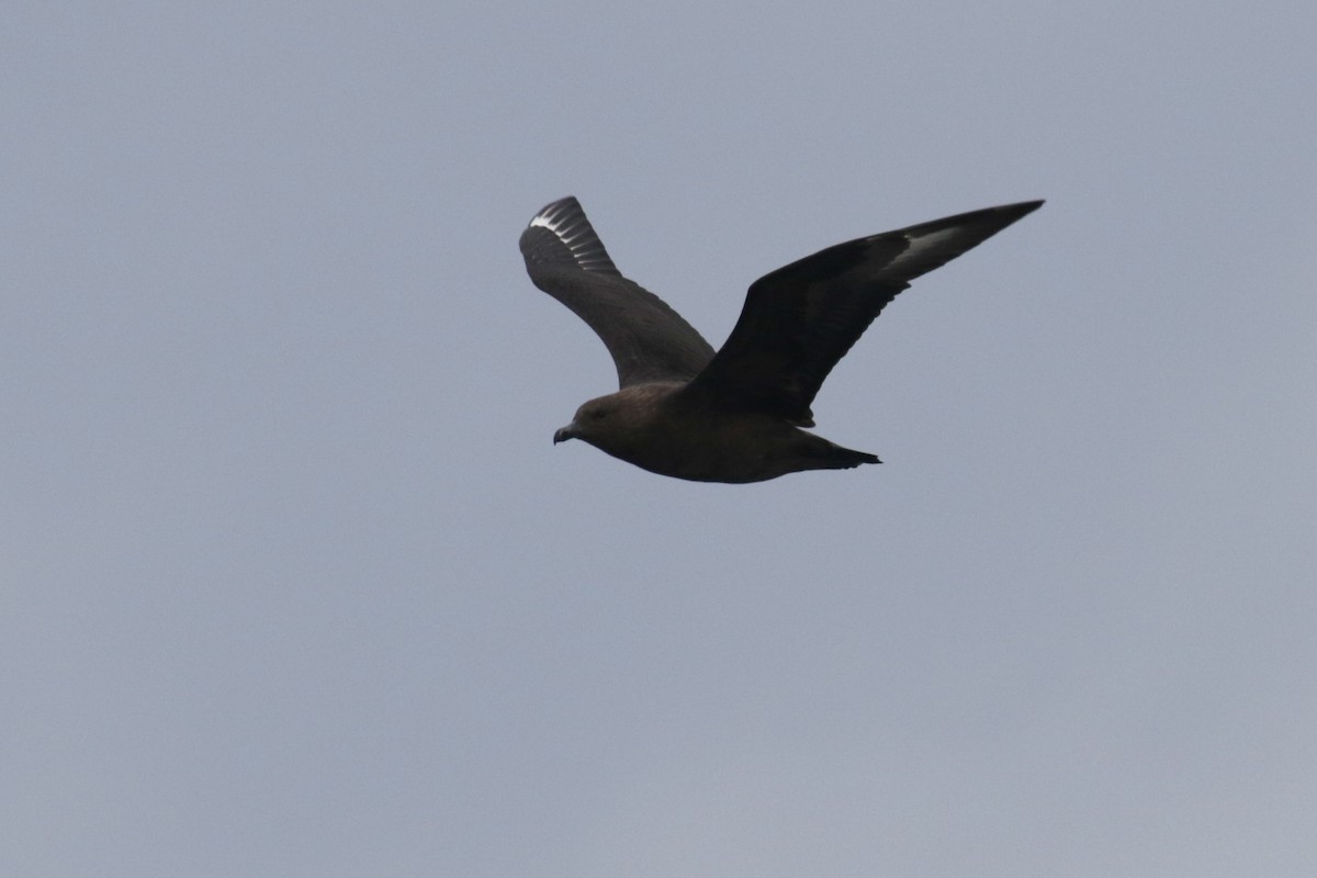 South Polar Skua - ML299535891