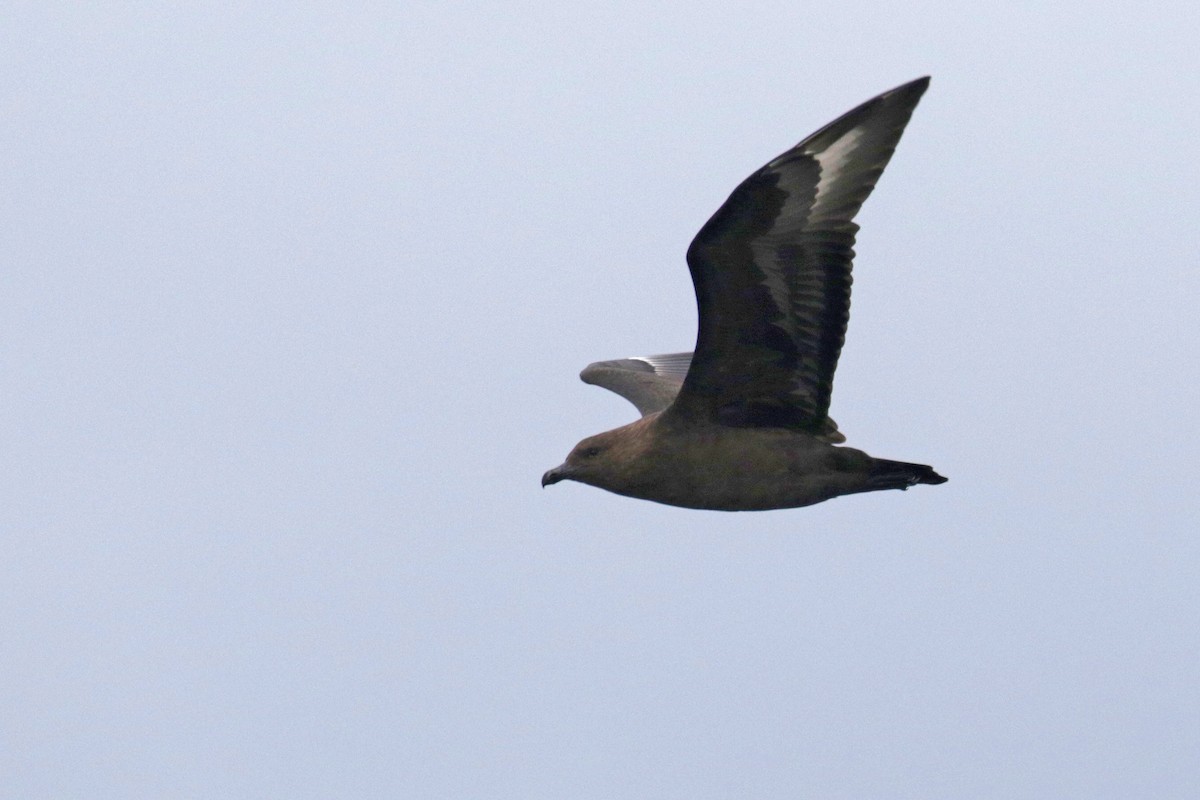 South Polar Skua - ML299535921