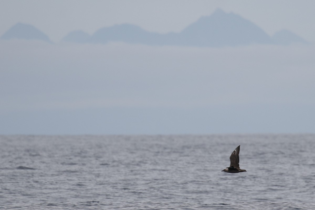 South Polar Skua - ML299535931