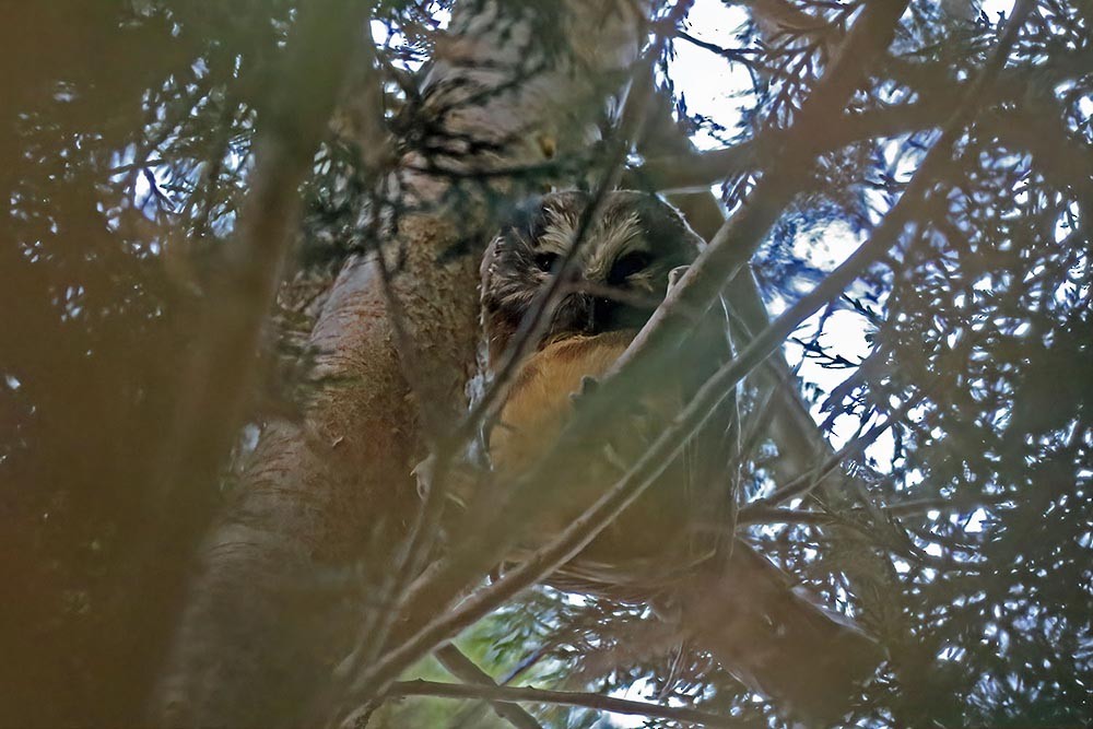 Northern Saw-whet Owl - ML299536761