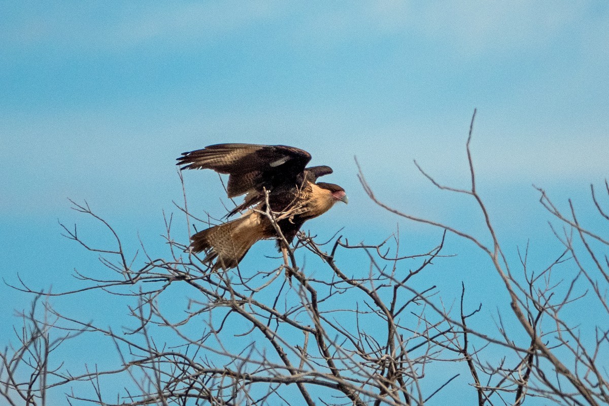 Crested Caracara (Northern) - ML299537151