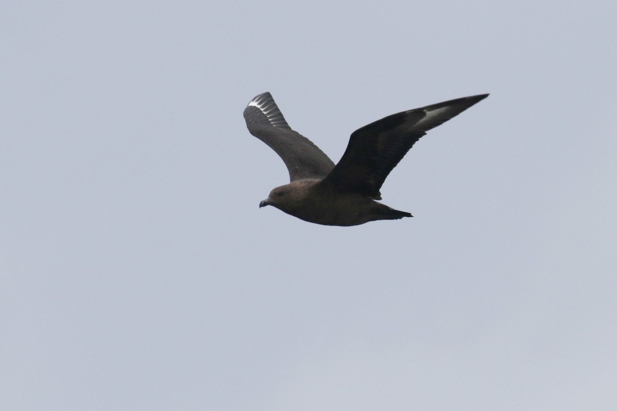 South Polar Skua - ML299537351