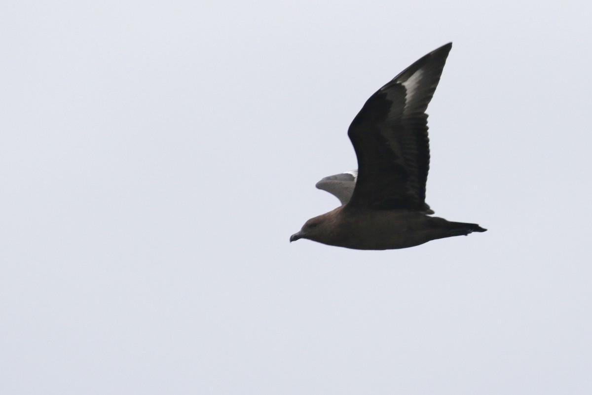 South Polar Skua - ML299537411