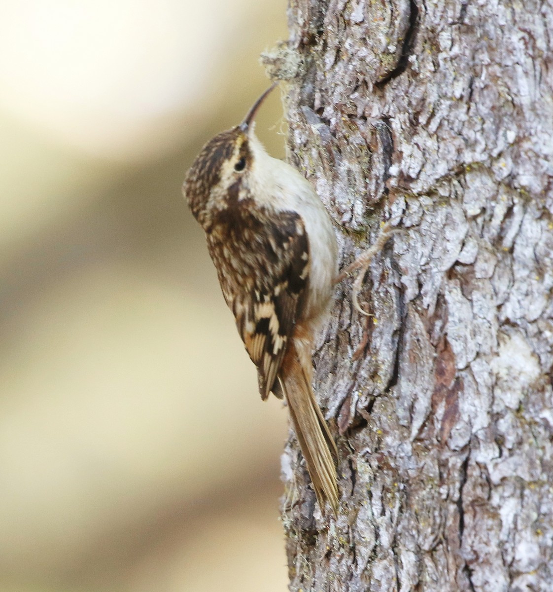 Brown Creeper - ML299538171