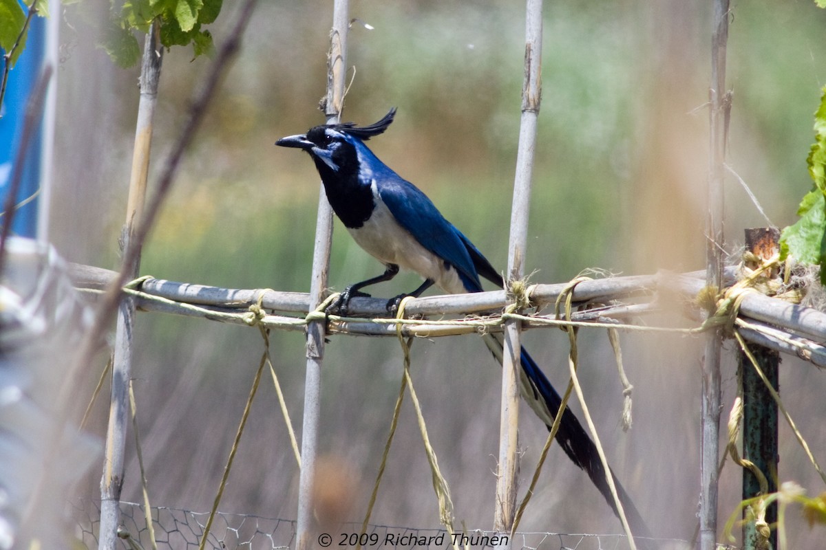 Black-throated Magpie-Jay - ML299539041