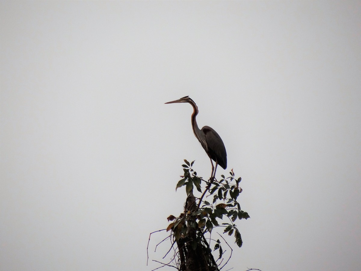 Gray Heron - Laurige Boyer