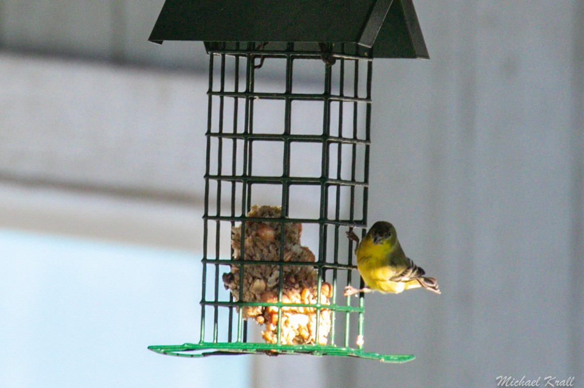 Lesser Goldfinch - ML299542351