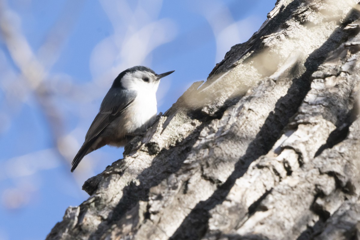 White-breasted Nuthatch - ML299542521