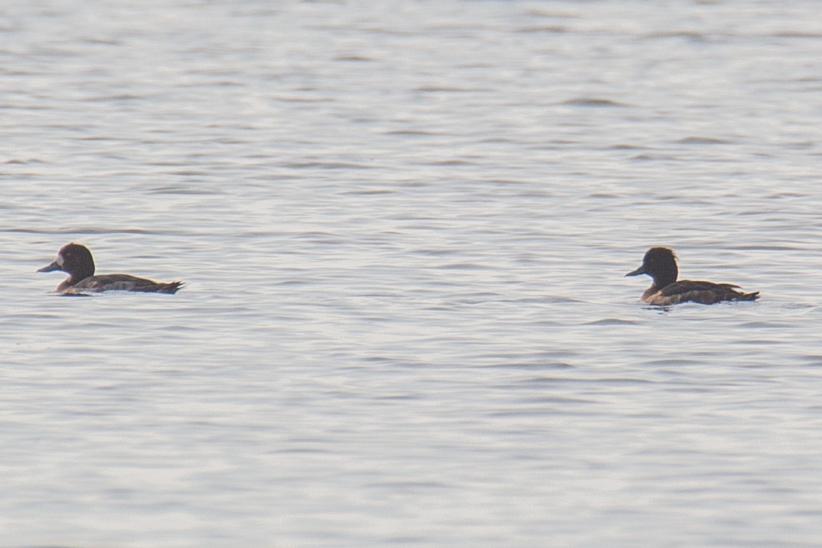 Tufted Duck - ML299543451