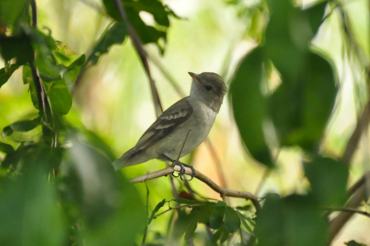 Caribbean Elaenia - ML29954371