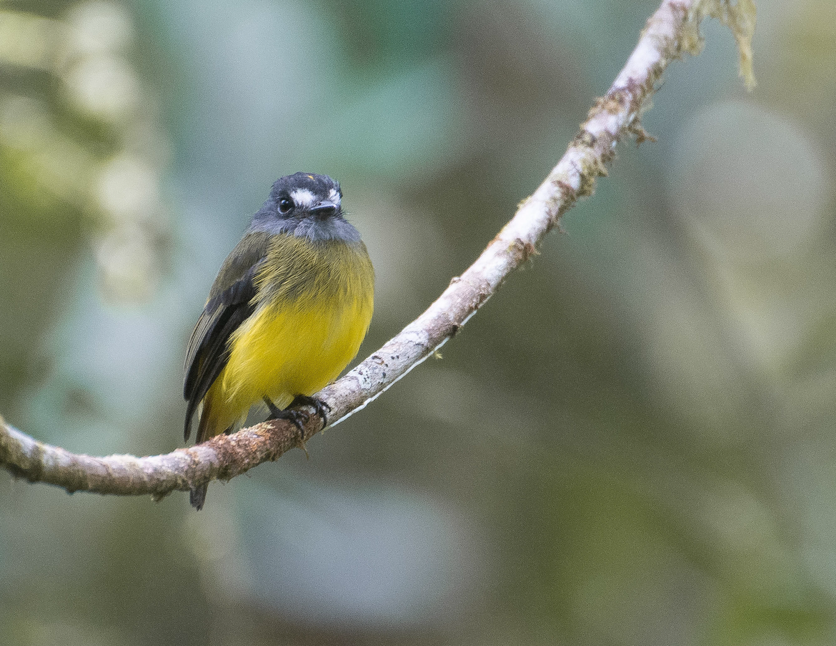 Ornate Flycatcher - Sebastian Tabares Segovia