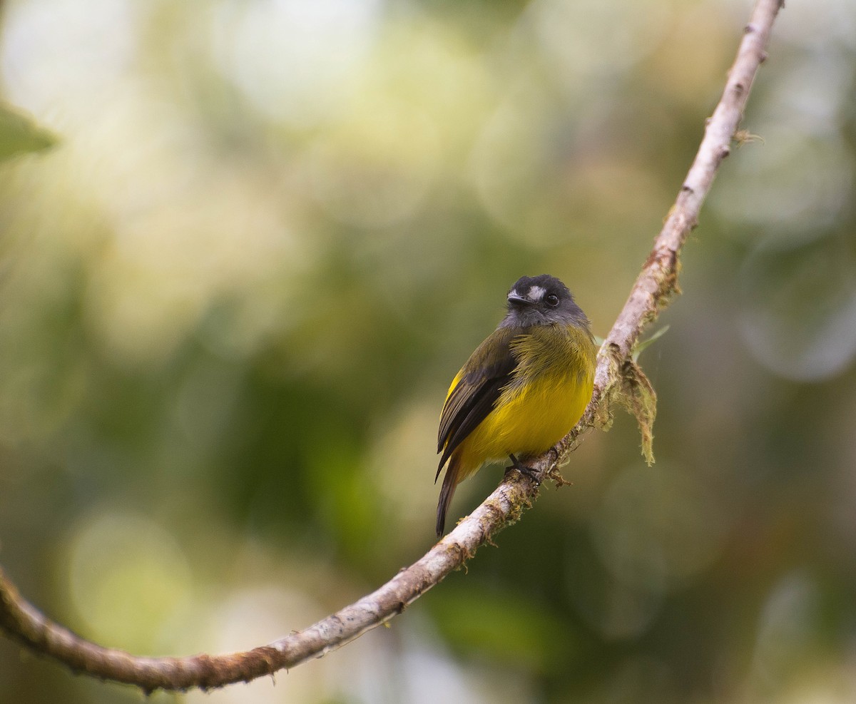 Ornate Flycatcher - Sebastian Tabares Segovia