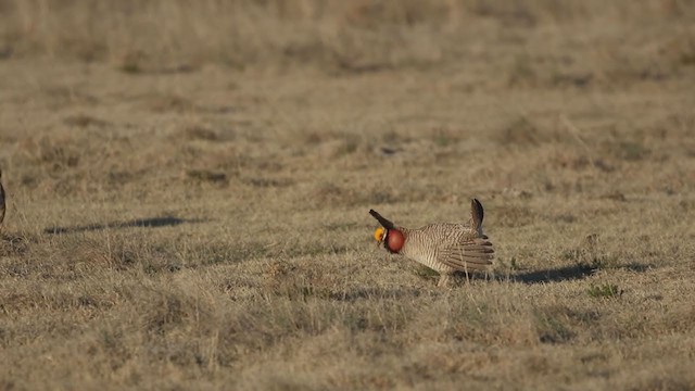 Lesser Prairie-Chicken - ML299548891