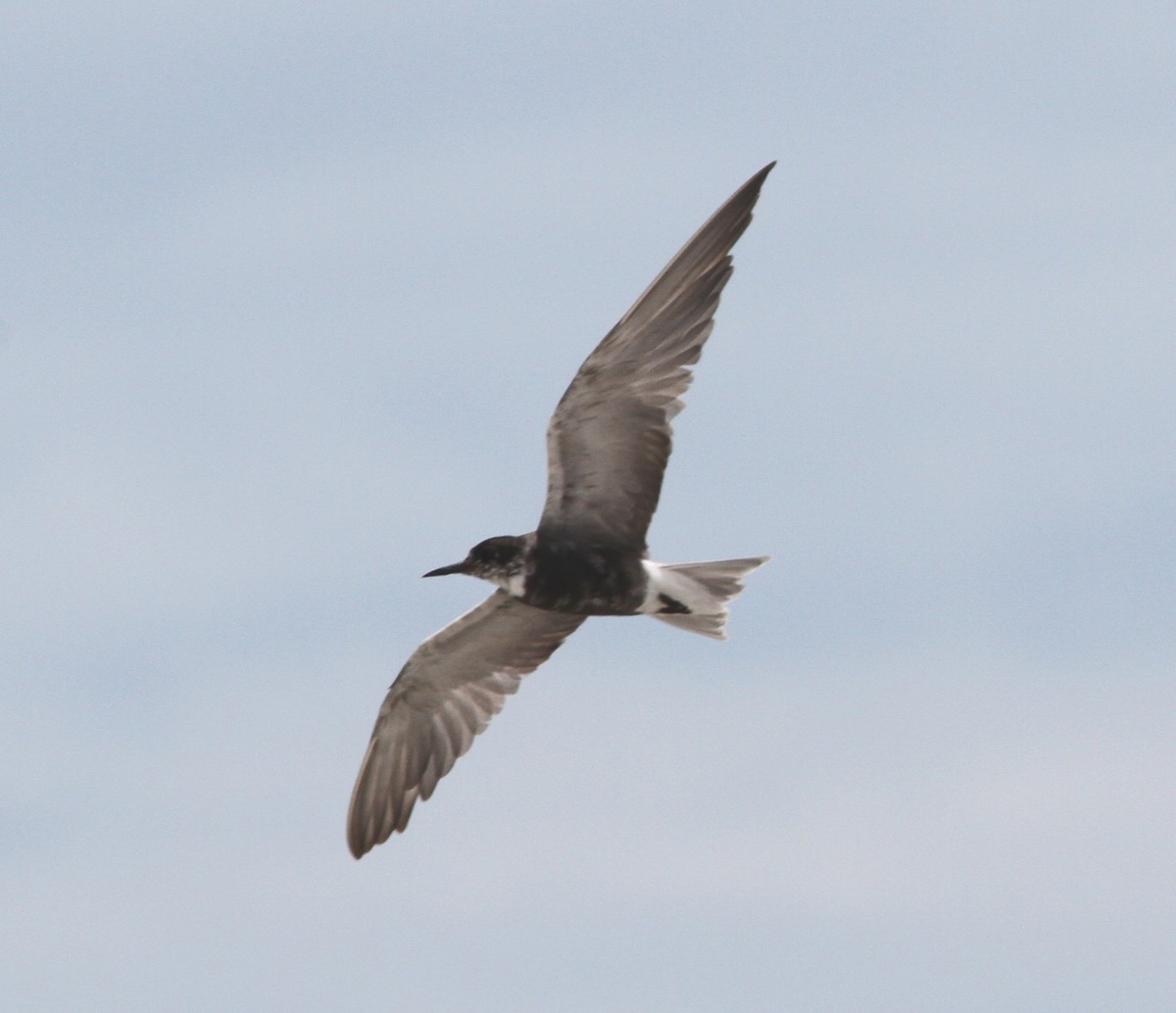 Black Tern - ML29954901